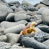 7-daagse onvergetelijke Galapagos eilandhoppen: foto van de reiziger #2