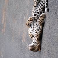Kruger Safari with Eswatini (Start Durban (from 29 December 2025)) traveler photo #1