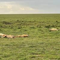 7 Dagen Masai Mara, L. Nakuru, L. Naivasha &amp; Amboseli Budget Safari: foto van de reiziger #1