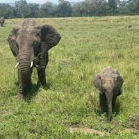 7 Dagen Masai Mara, L. Nakuru, L. Naivasha &amp; Amboseli Budget Safari: foto van de reiziger #3