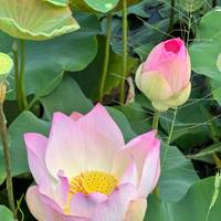 Geister von Vietnam, Kambodscha & Thailand 16 Tage Reise-Foto #3