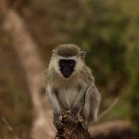 Photo de voyageur Expédition essentielle de 15 jours au Kenya et en Tanzanie #1