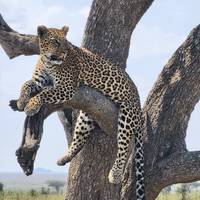 Photo de voyageur Expédition essentielle de 15 jours au Kenya et en Tanzanie #3