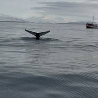 6 días - Carretera de circunvalación de Islandia: foto del viajero #3