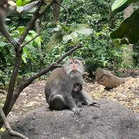 Photo de voyageur Introduction à Bali - 12 Jours #1