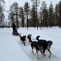 Husky Winter Dream: Classic traveler photo #1
