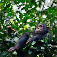 Photo de voyageur Safari terrestre au Kenya et en Tanzanie - 14 jours #1