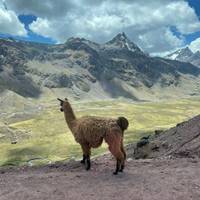 Inca Avonturen - 7 Dagen (Lima, Paracas, Ica, Cusco, Machu Picchu &amp; Regenboogberg) - Met Binnenlandse Vluchten: foto van de reiziger #2