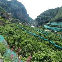 Amalfi Explorer traveler photo #2