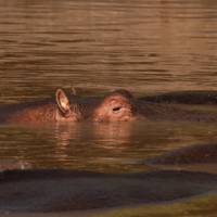 Trans-Kalahari Safari: 21-Day Namibia & Botswana Adventure to Victoria Falls traveler photo #2