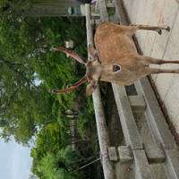 Japan Klassiker mit One Life Adventures 14 Tage Reise-Foto #2
