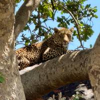 Tansania: Migration Safari - 6 Tage Reise-Foto #1