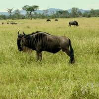Tansania: Migration Safari - 6 Tage Reise-Foto #2