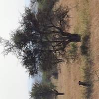 Photo de voyageur Safari classique Big Five en Tanzanie **Approche de voyage durable #1