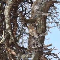 Photo de voyageur Safari classique Big Five en Tanzanie **Approche de voyage durable #2