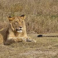 Photo de voyageur Safari classique Big Five en Tanzanie **Approche de voyage durable #1
