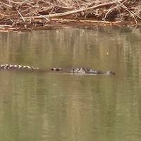 Wanderung Kakadu National Park Reise-Foto #1