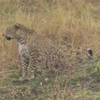 7-daagse groepssafari door Kenia: Masai Mara, Lake Nakuru, Lake Naivasha &amp; Amboseli: foto van de reiziger #1