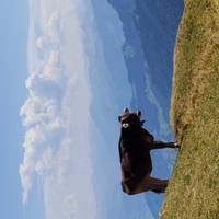 7 Day Zurich And Lucerne By Train traveler photo #2