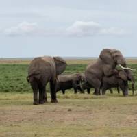 7 Days Masai Mara, L. Nakuru, L. Naivasha & Amboseli Budget Safari traveler photo #1