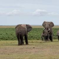 7 Days Masai Mara, L. Nakuru, L. Naivasha & Amboseli Budget Safari traveler photo #2