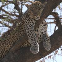 Safari Clásico de los Cinco Grandes en Tanzania **Viaje con Enfoque Sostenible: foto del viajero #1