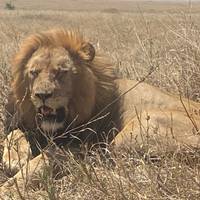 Safari Clásico de los Cinco Grandes en Tanzania **Viaje con Enfoque Sostenible: foto del viajero #2