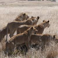 Safari Clásico de los Cinco Grandes en Tanzania **Viaje con Enfoque Sostenible: foto del viajero #3