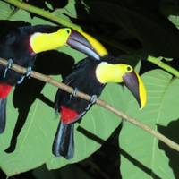 Die Essenz Costa Ricas - Reisepaket mit Nationalpark Manuel Antonio Reise-Foto #1