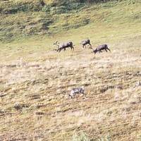 Grand Alaskan Adventure traveler photo #2
