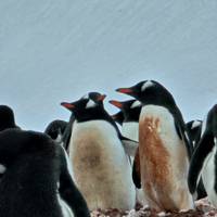 Klassiek Antarctica: foto van de reiziger #2