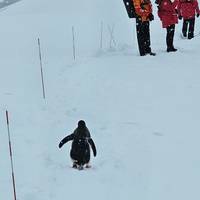 Klassiek Antarctica: foto van de reiziger #3