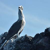 Galápagos - Islas septentrionales, occidentales y centrales a bordo del Yolita: foto del viajero #2