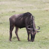 Safari de campamento en Kenia: foto del viajero #1