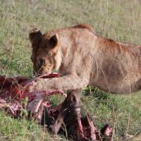 Safari de campamento en Kenia: foto del viajero #2