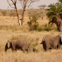 Wildlife Encounter traveler photo #2