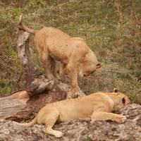 Wildlife Encounter traveler photo #3