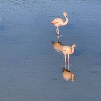 Galápagos Insel-Hopping (6 Destinationen) Reise-Foto #1