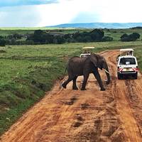 Safari de la vida silvestre en Kenia: foto del viajero #3