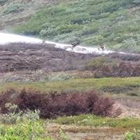 Alaska Denali Expedition - 12 Days traveler photo #3