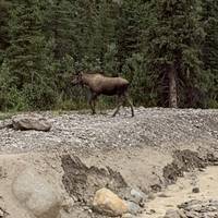 Alaska - Denali-expeditie - 12 dagen: foto van de reiziger #2