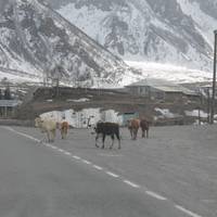 6 Day Explore Georgia Along the Great Silk Road traveler photo #3