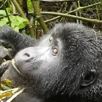 Gorillas & Game Parks traveler photo #2