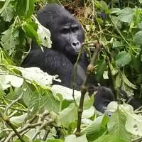 Gorillas & Game Parks traveler photo #3