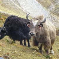 Manaslu Circuit Trek Reise-Foto #2