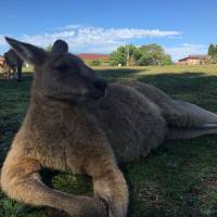 Oz Intro traveler photo #2