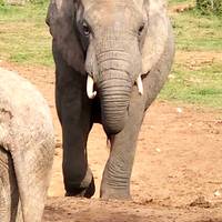 De Tuinroute & Addo - een avonturenreis in kleine groep - enkele reis - 5 dagen: foto van de reiziger #1