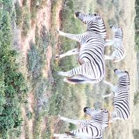 De Tuinroute & Addo - een avonturenreis in kleine groep - enkele reis - 5 dagen: foto van de reiziger #3
