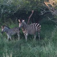 Escapada de 3 días al Kruger safari en la sabana: foto del viajero #2