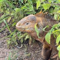 Galápagos - Islas centrales, meridionales y orientales a bordo del Yolita: foto del viajero #3